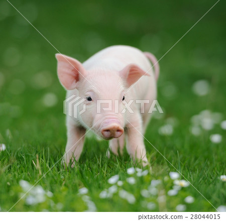Young pig on a green grass Young pig on a green grass 28044015