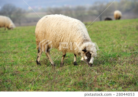 Sheep 28044053