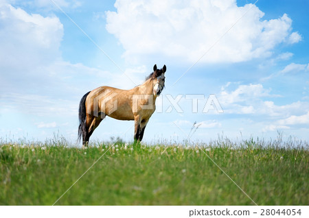 Horse 28044054