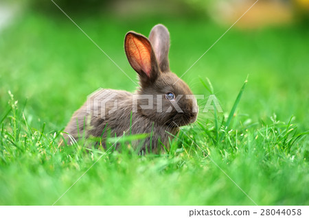 Little rabbit in grass Little rabbit in grass 28044058