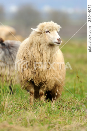 Sheep 28044073