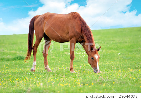 Horse 28044075