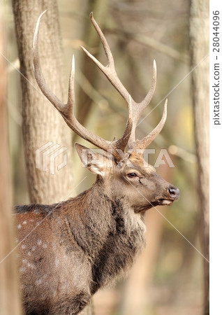 Deer Deer 28044096
