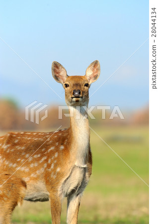 Deer Deer 28044134