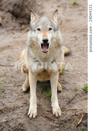 Timber Wolf (Canis lupus) 28044151