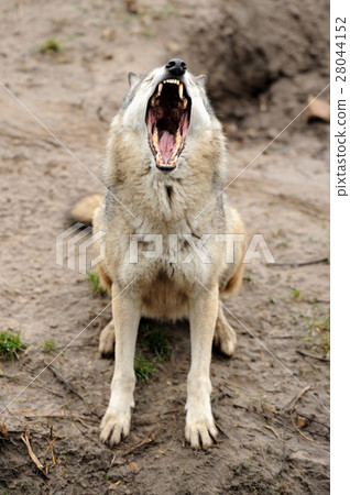 Timber Wolf (Canis lupus) Timber Wolf (Canis lupus) 28044152