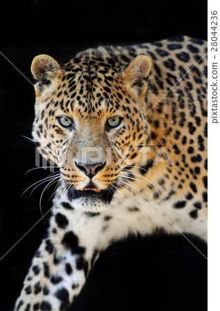 Leopard portrait on dark background Leopard portrait on dark background 28044236