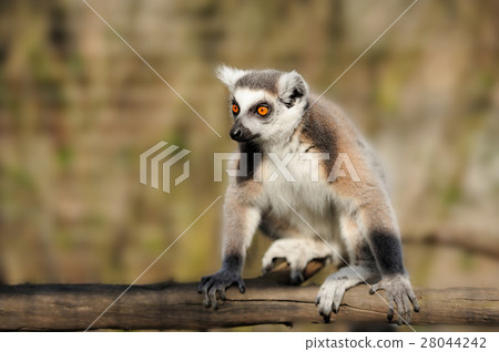 Lemur 28044242