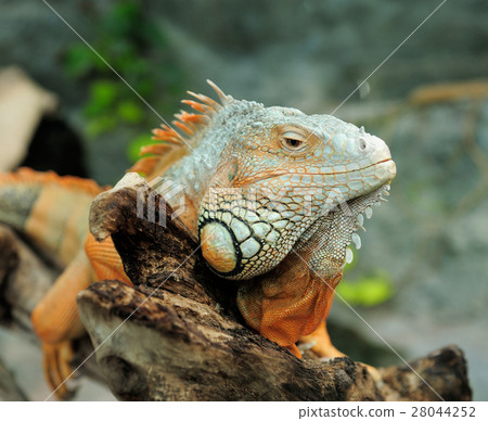 Iguana 28044252