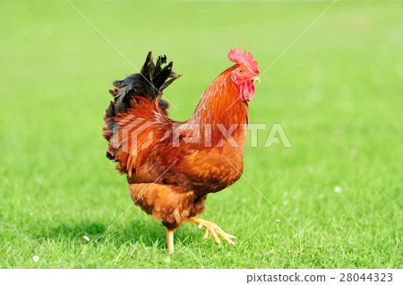 Rooster Rooster 28044323