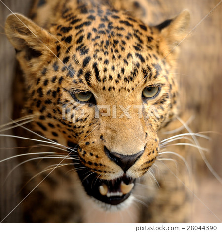 Leopard portrait Leopard portrait 28044390