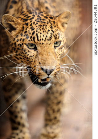 Leopard 28044391
