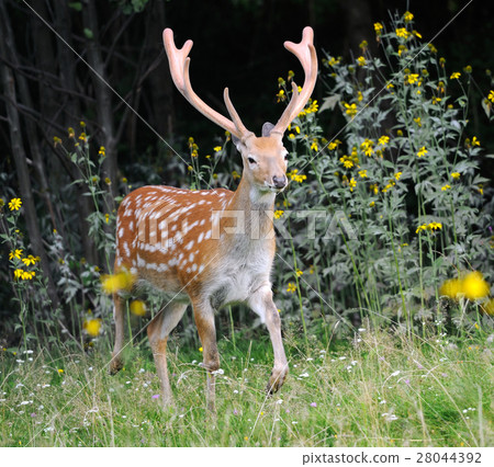 Whitetail Deer 28044392