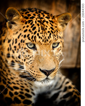 Leopard Leopard 28044393