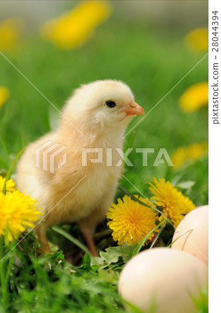 Little chicken Little chicken 28044394