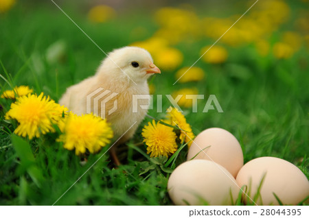 Little chicken Little chicken 28044395