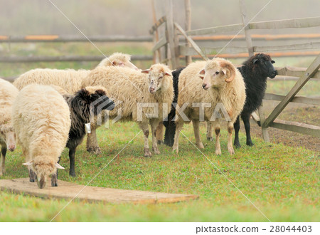 Sheep Sheep 28044403