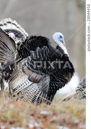 Turkey-cock 28044458