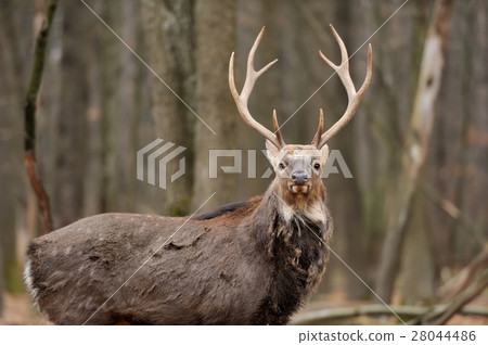 Deer 28044486