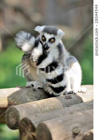 Young ring-tailed lemur 28044544