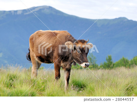 Cow on mountain pasture 28044557