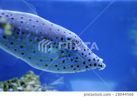 Underwater scene Underwater scene 28044566