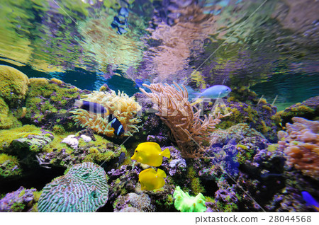 Underwater scene Underwater scene 28044568