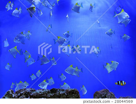 Underwater scene 28044569