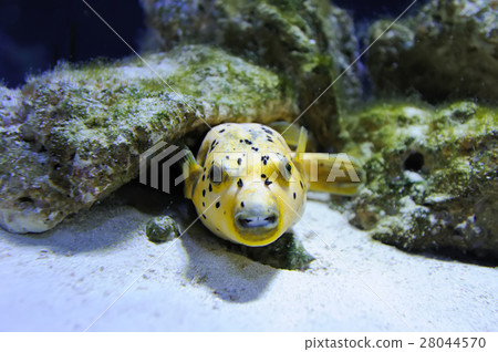 Underwater scene 28044570