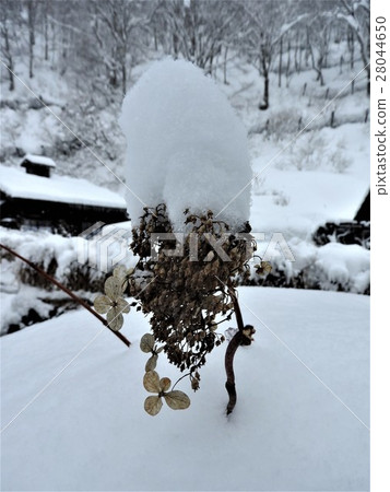 In Cherry hot springs which is the most popular of Dantotsu in hot-spring resort, it is known as an inn that it is hard for Japan to make the reservation. In Cherry hot springs which is the most popular of Dantotsu in hot-spring resort, it is known as an inn that it is hard for Japan to make the reservation. 28044650