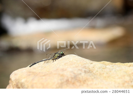 Yamazanae resting on the waterside 28044651