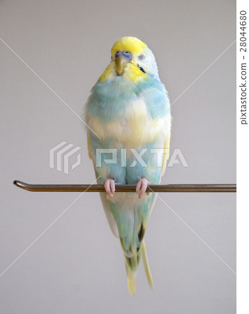 Sekisei parakeet Sekisei parakeet 28044680
