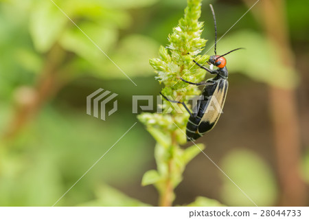 Striped blister beetles 28044733