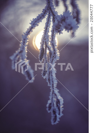 Frozen branch in sunset, winter and snowy backgrou 28044777