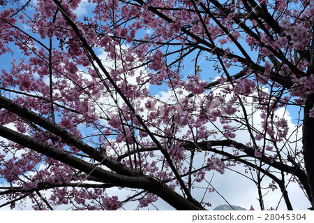 cherry cherry 28045304
