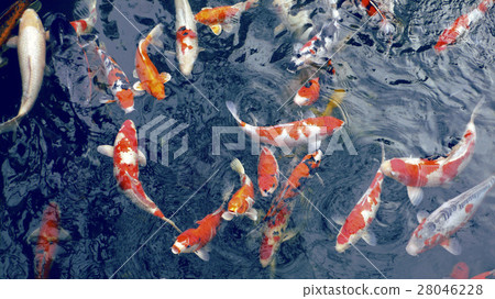 many carp fishes many carp fishes 28046228