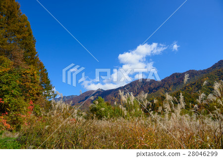 Autumn leaves of Okunohana Valley in Nagano Autumn leaves of Okunohana Valley in Nagano 28046299