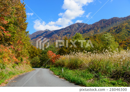Autumn leaves of Okunohana Valley in Nagano 28046300