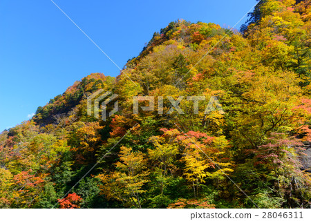 Autumn leaves of Okunohana Valley in Nagano 28046311