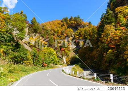 Autumn leaves of Okunohana Valley in Nagano 28046313