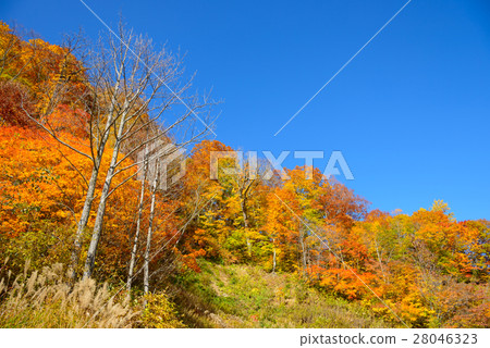 長野奧克花娜谷的秋葉 長野奧克花娜谷的秋葉 28046323