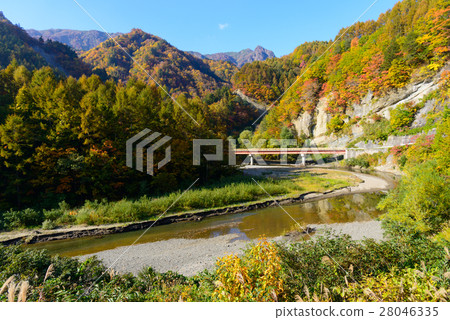 Autumn leaves of Okunohana Valley in Nagano 28046335