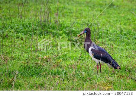 The Abdim's stork or Ciconia abdimii The Abdim's stork or Ciconia abdimii 28047158