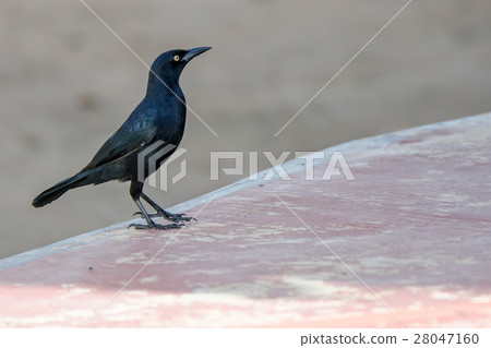 Greater Antillean Grackle 28047160