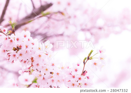 佐倉Sameyoshi沒有佐倉特寫鏡頭特寫鏡頭拷貝空間 佐倉Sameyoshi沒有佐倉特寫鏡頭特寫鏡頭拷貝空間 28047332