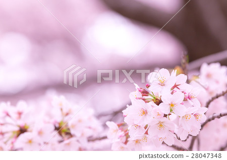 佐倉Sameyoshi沒有佐倉特寫鏡頭特寫鏡頭拷貝空間 28047348