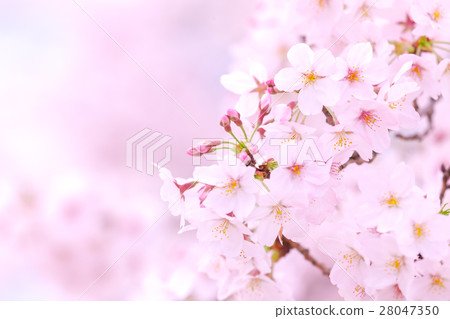 Sakura Sameyoshi no Sakura Closeup closeup copy space Sakura Sameyoshi no Sakura Closeup closeup copy space 28047350