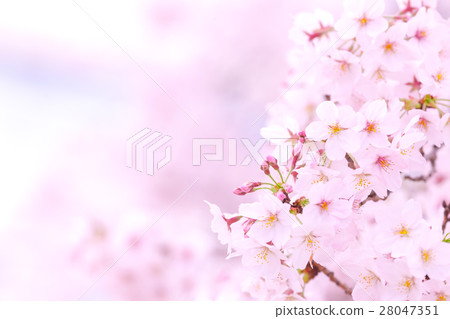 Sakura Sameyoshi no Sakura Closeup closeup copy space Sakura Sameyoshi no Sakura Closeup closeup copy space 28047351