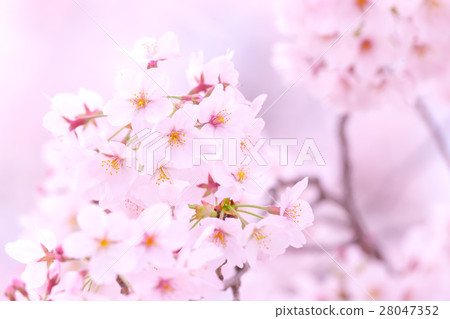 Sakura Sameyoshi no Sakura Closeup closeup copy space 28047352