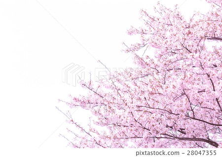 Sakura Sameyoshi no Sakura Closeup closeup copy space Sakura Sameyoshi no Sakura Closeup closeup copy space 28047355